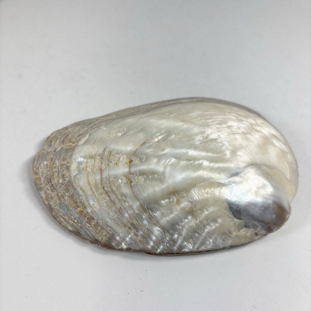Vtg‎ Mother Of Pearl Seafood Cocktail Shells Set Of 8